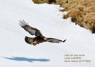 Aigle royal - Lionel Laporte