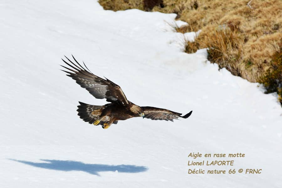 Aigle royal - Lionel Laporte