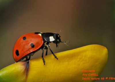 Coccinelle - Any Capell