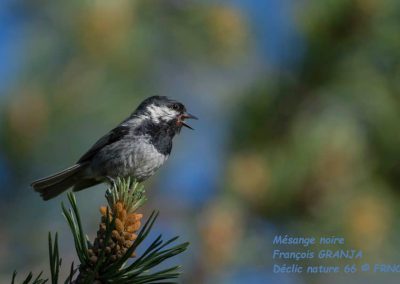 Mésange noire - François Granja