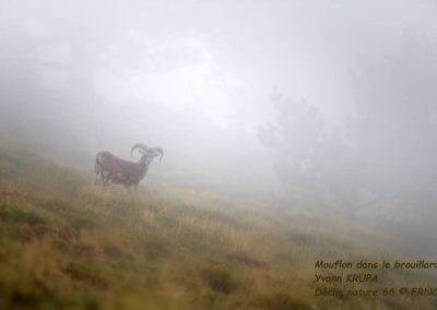 Mouflon - Yvann Krupa
