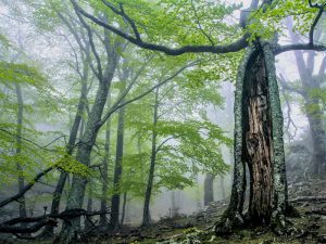 réserve naturelle de la forêt de la massane