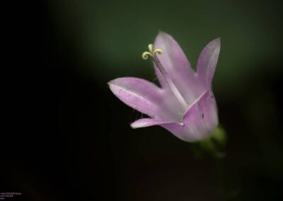 Campanule solitaire - © Ryszard Puszczewicz