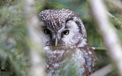 Suivis des petites chouettes de montagne