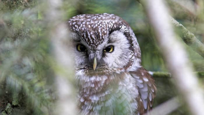 Suivis des petites chouettes de montagne