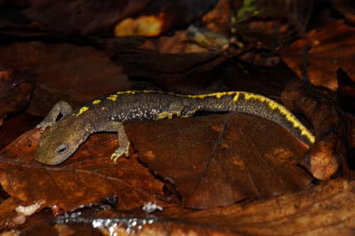 calotriton des pyrénées © Jeremy Beaumes