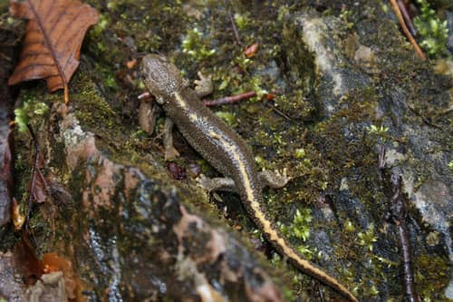 calotriton des pyrénées © Maria Martin