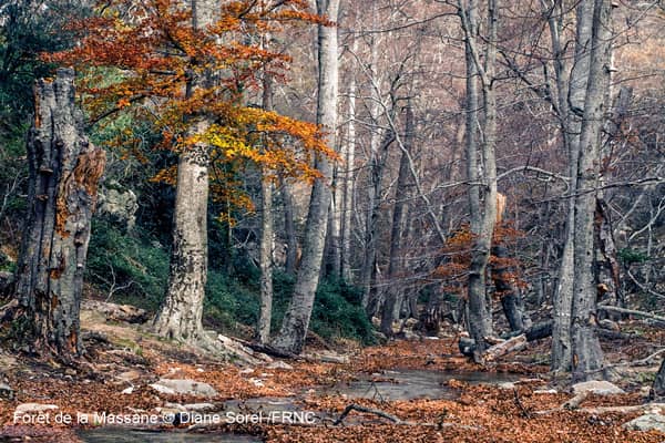 Constat changement climatique Foret de la massane