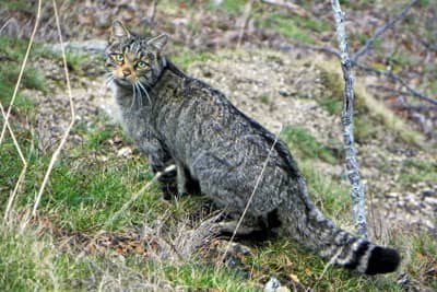 Chat forestier surpris