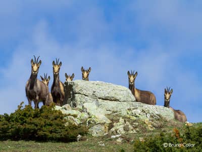 Isards sur un rocher © Bruno Collar