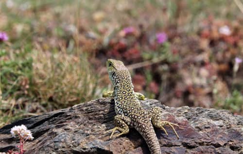 lézard ocellé réserve de Jujols © Alain Garnier