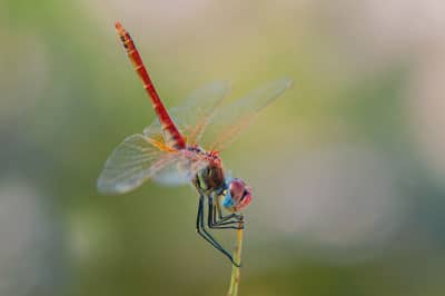 Sympetrum à nervure rouge - © Francois Granja