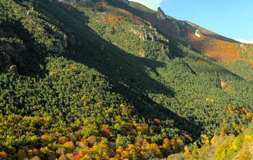 Bosc Negre Reserve naturelle de Nohedes