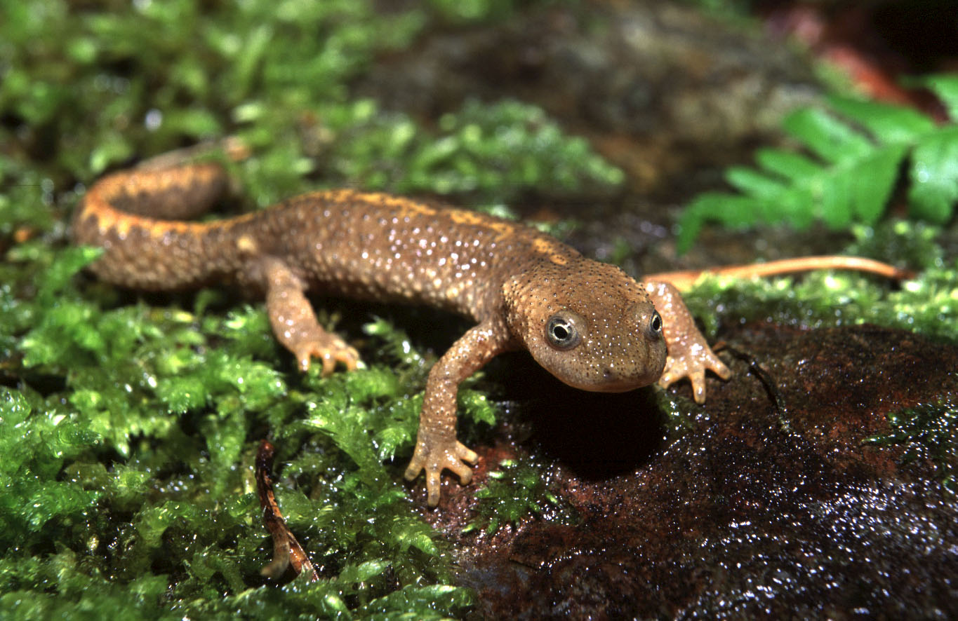 Calotriton des Pyrénées-Robin_Letscher Calotriton des Pyrénées