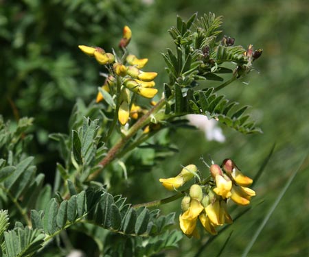 espece astragalus penduliflorus