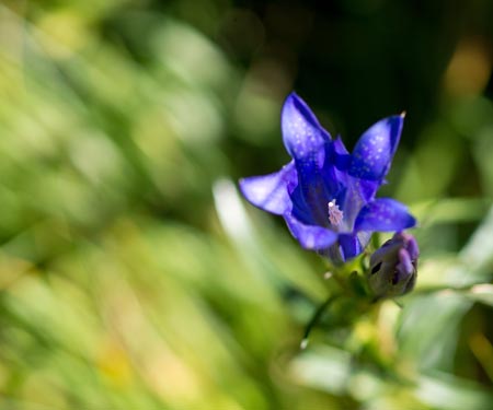 espece gentiana pneumonanthe