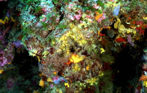 corail rouge, réserve naturelle de Cerbère Banyuls