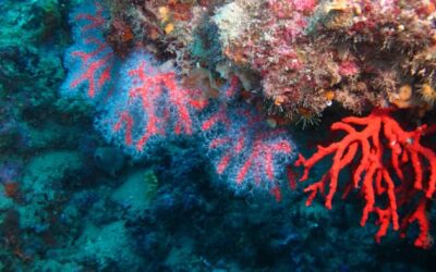 Un projet d’extension de la réserve naturelle de Cerbère-Banyuls