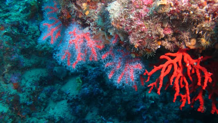 Coralligène réserve naturelle Cerbère Banyuls