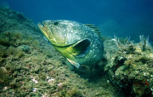 Mérou, réserve naturelle de Cerbère Banyuls