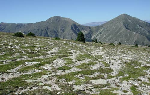 Lande alpine gallinère Réserve naturelle de Nyer