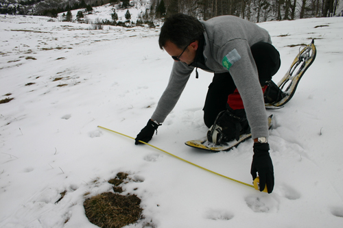calotriton-pyrenees-maria-martin suivi hivernal du loup dans les réserves naturelles catalanes