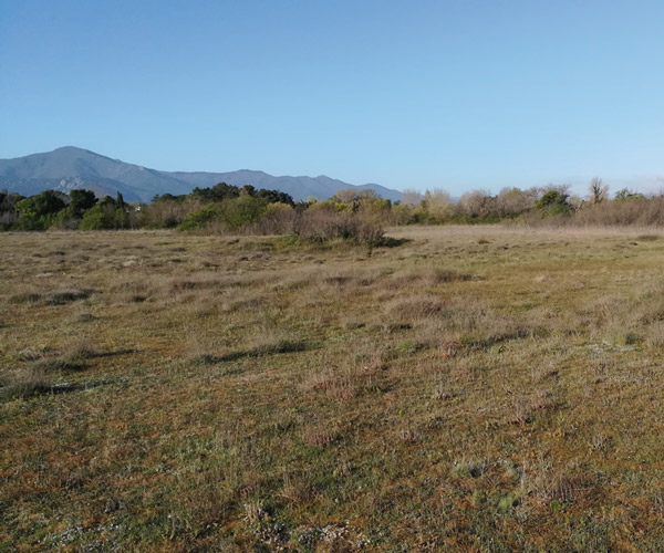 Dune fixée, réserve naturelle du Mas Larrieu