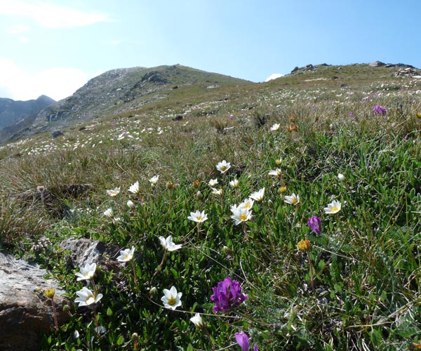 Landines a dryades octopétale, Cambre d'Aze