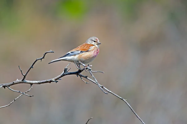 Linotte mélodieuse