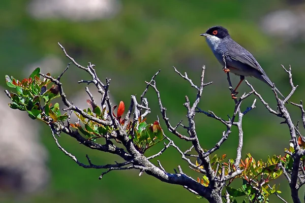 Sylvia melanocephala