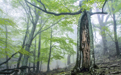 Réserve naturelle de la forêt de la Massane - 50 ans. Cliché : Diane Sorel