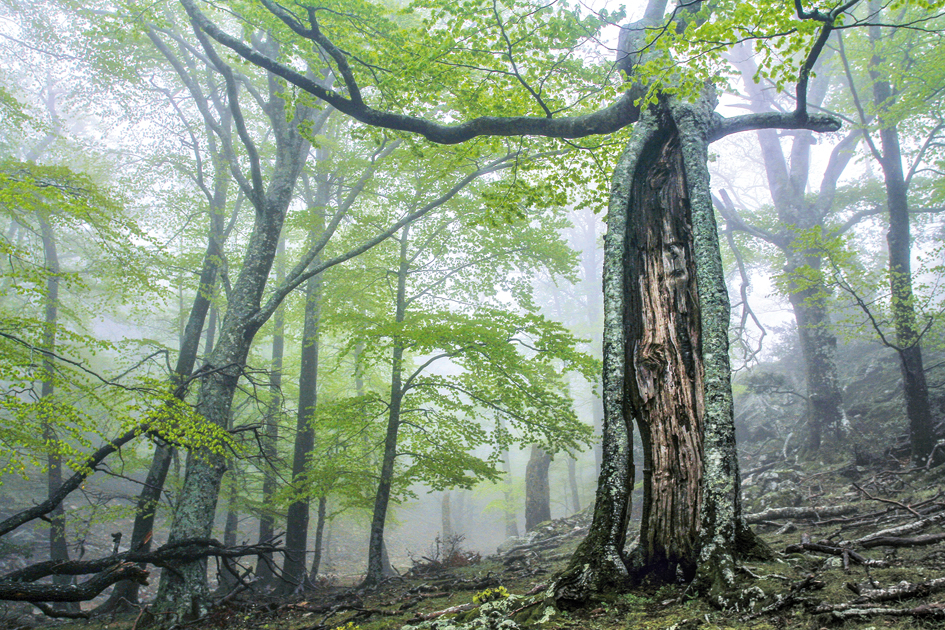 Lettre d’info n°45 – Réserve naturelle de la forêt de la Massane, 50 ans au service de la protection et de la connaissance