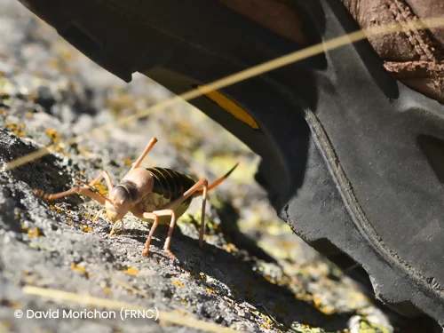 Chaussure qui va écraser un insecte