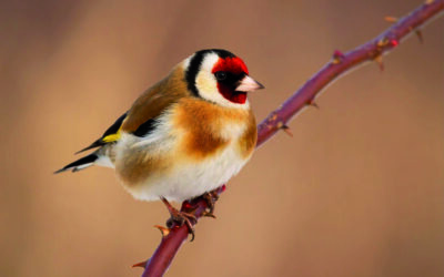 Lettre d’info n° 46  –   À TIRE-D’AILE – État des lieux et enjeux de conservation des oiseaux des réserves naturelles des Pyrénées-Orientales : un défi collectif !