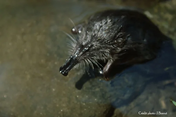 desman des Pyrénées